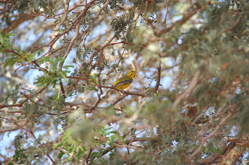 Namibia (58)